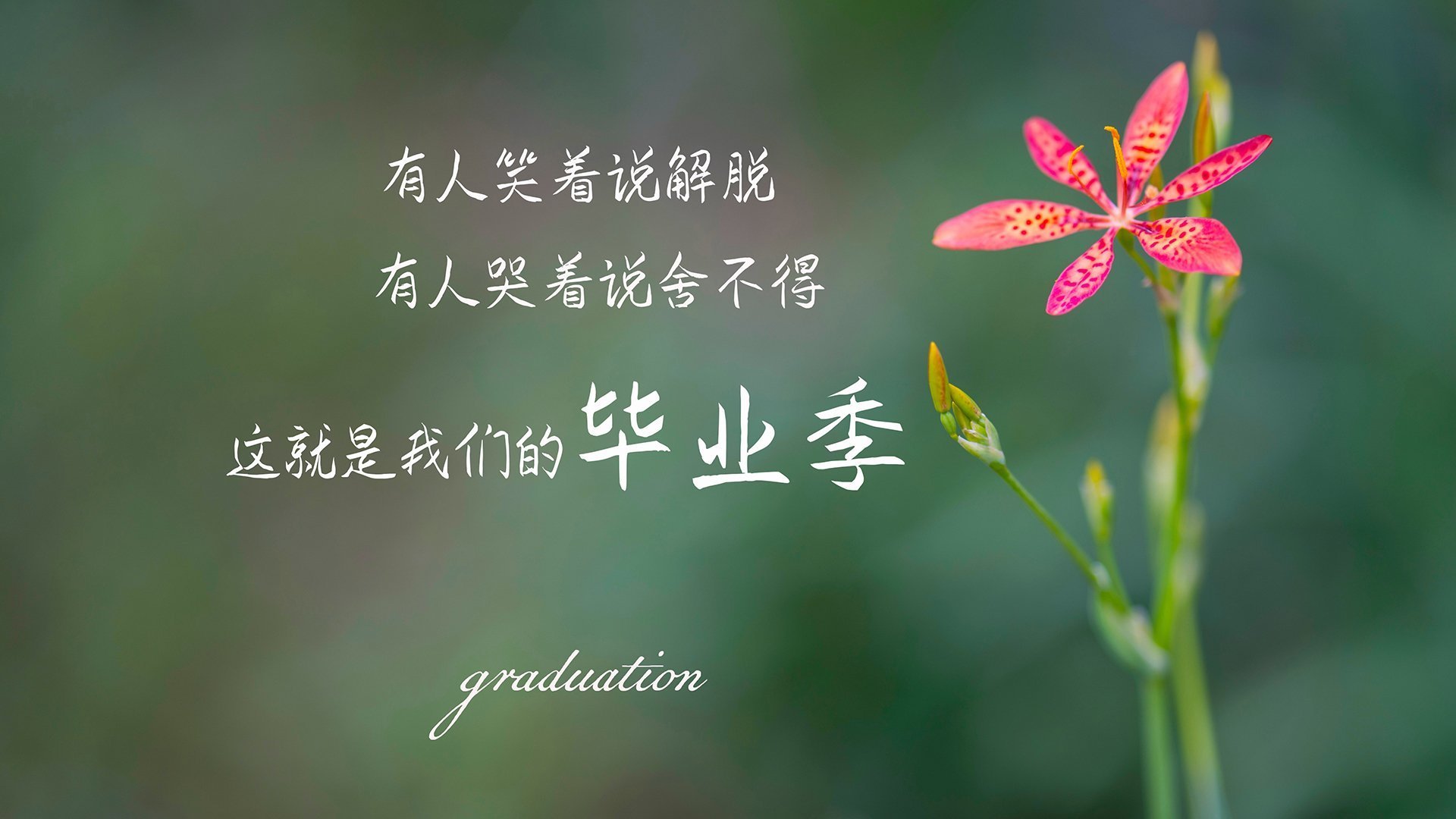 世界杯影响:五大联赛的变化与机遇,世界杯的参赛队伍