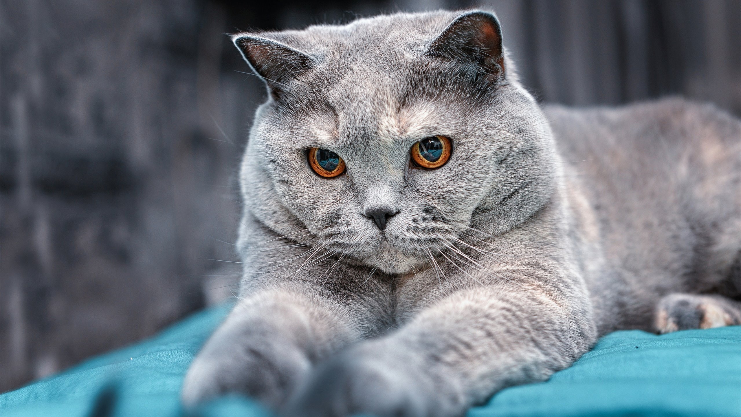 中国选手在世界射箭大奖赛中获得历史最佳名次,中国 射箭 金牌