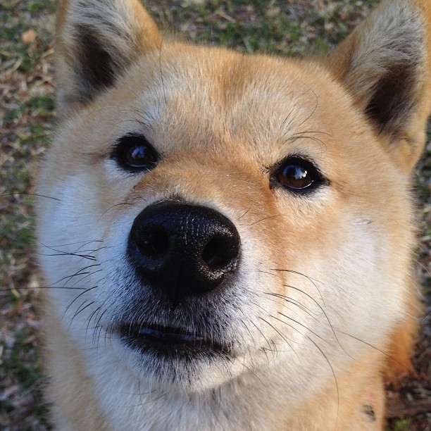 多面手角色让战术更具弹性，多面手的图片