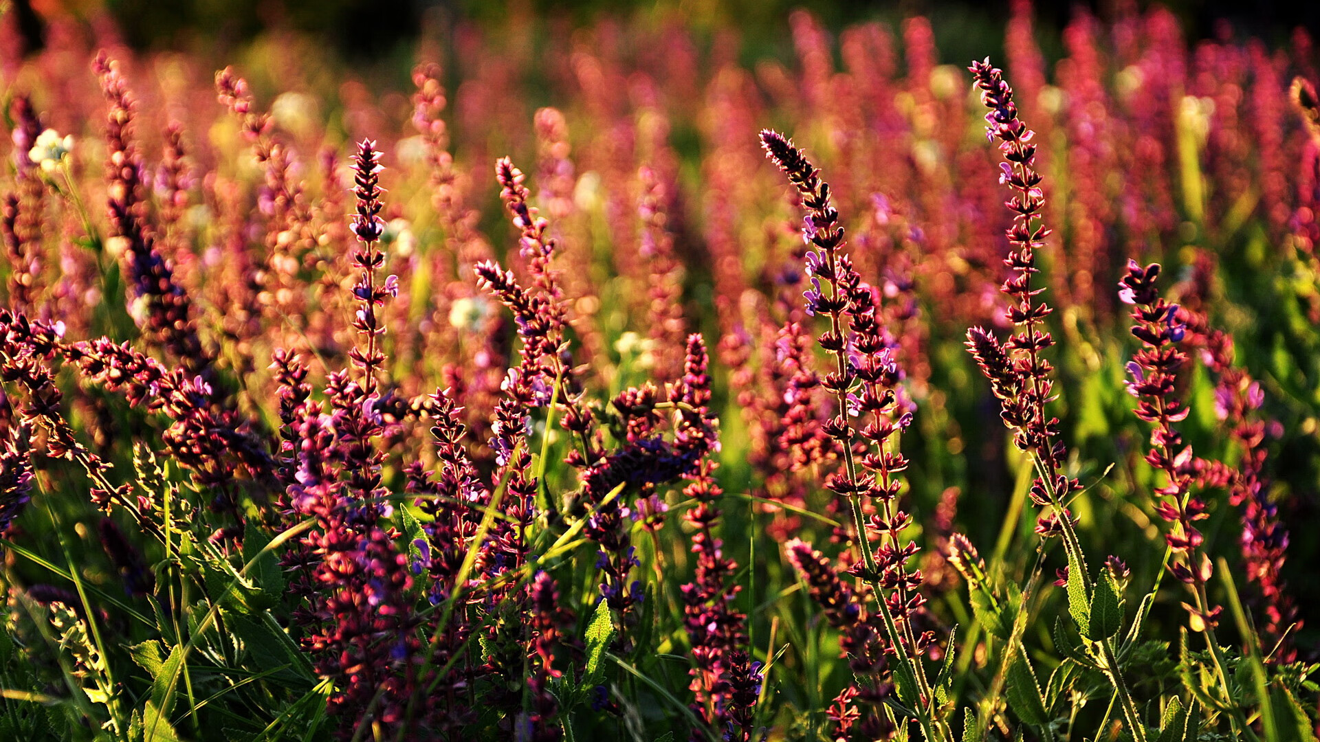 那不勒斯打出连续配合击穿防线，那不勒斯阵型