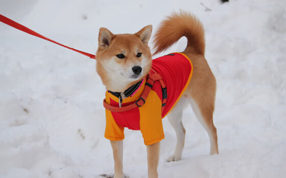 中国足球联赛官方APP用户活跃度创新高,中国足球俱乐部app